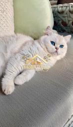 Exclusieve Britse Korthaar poes – Showkwaliteit, Dieren en Toebehoren, Katten en Kittens | Raskatten | Korthaar, Poes, Gechipt