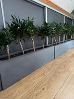 Stijlvolle Fiberstone plantenbakken, hele set min. prijs, Ophalen, Tuin, Kunststof, Minder dan 30 cm