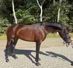 Veelbelovende dressuurmerrie Desperado x Sandreo, Merrie, Met stamboom, Dressuurpaard, Zadelmak