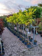 Robinia Frisia op Stam - Gouden Pracht voor Uw Tuin, Tuin en Terras, Planten | Bomen, Overige soorten, 100 tot 250 cm, Zomer, Ophalen