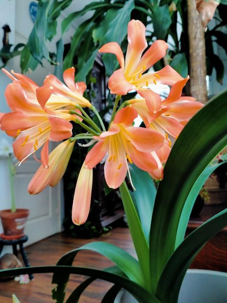 Clivia zaailingen: Clivia zalm spin x clivia peach, Huis en Inrichting, Kamerplanten, Overige soorten, Minder dan 100 cm, Bloeiende kamerplant