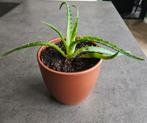 Aloë arborescens stek - in pot, Ophalen, In pot, Halfschaduw, Minder dan 100 cm
