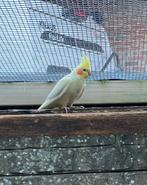 Valkparkiet lutino, Dieren en Toebehoren, Vrouwelijk, Parkiet