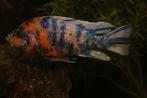 Malawi Cichliden: Aulonocara multicolor, Vis, Zoetwatervis