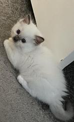 1 ragdoll seal point poesje, Dieren en Toebehoren, Katten en Kittens | Raskatten | Langhaar, Meerdere dieren, Ontwormd, 0 tot 2 jaar