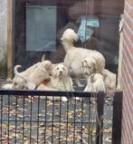 Golden Retriever pups, Golden retriever, 8 tot 15 weken, CDV (hondenziekte), Meerdere