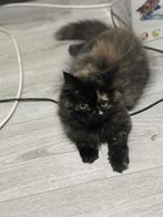 perzische kittens  met laanghaar, Dieren en Toebehoren, Katten en Kittens | Raskatten | Langhaar, Poes, Gechipt, 0 tot 2 jaar