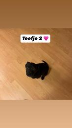 Prachtige Labrador x Bordercollie nog 1 teefjes, België, Particulier, 15 weken tot 1 jaar, Labrador retriever