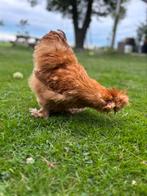 Zijdehoender haan (groot), Dieren en Toebehoren, Pluimvee, Mannelijk, Kip