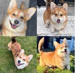 Welsh corgi pembroke dekreu, Dieren en Toebehoren, Nederland, Rabiës (hondsdolheid), Reu, 1 tot 2 jaar