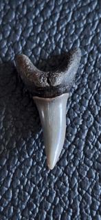 Fossiele haaientand - Lamna Lerichei, Ophalen of Verzenden, Fossiel