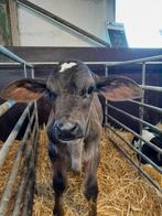 Brahman x Holstein, Mannelijk, 0 tot 2 jaar