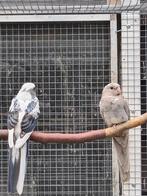 2 jonge pennant rosella, Dieren en Toebehoren, Vogels | Parkieten en Papegaaien, Meerdere dieren, Parkiet, Geringd