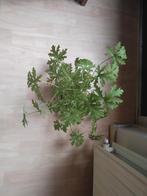 Citroengeranium - kamerplant, Huis en Inrichting, Kamerplanten, Ophalen, In pot, Minder dan 100 cm, Volle zon