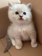 ** PRACHTIGE RAGDOLL KITTENS MET STAMBOOM **, Dieren en Toebehoren, Meerdere dieren, Gechipt, 0 tot 2 jaar