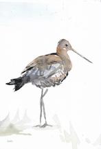Michelle Dujardin - Nederlandse weidevogels – grutto, Verzenden, 1980 tot heden, Ongelopen, Natuur