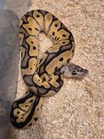 Python regius 0.1 pastel clown, Slang, 0 tot 2 jaar