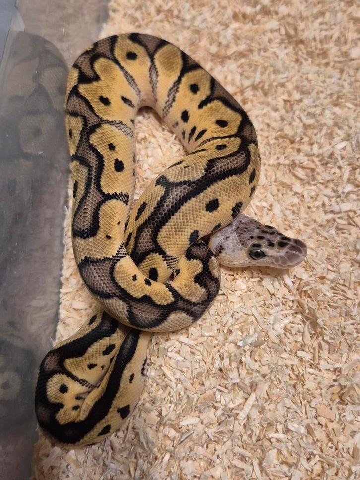 Python regius 0.1 pastel clown
