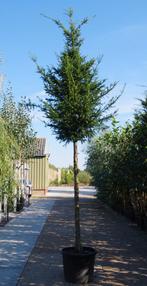 Taxus baccata hoogstammen venijnboom groenblijvende bomen, Tuin en Terras, Planten | Bomen, In pot, Overige soorten, Ophalen, 100 tot 250 cm