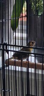 Cubavink, Dieren en Toebehoren, Vogels | Overige Vogels, Mannelijk