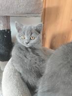 Britse korthaar kitten, Dieren en Toebehoren, Katten en Kittens | Raskatten | Korthaar, Poes, 0 tot 2 jaar
