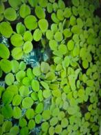 Salvinia natans drijfplantjes, Ophalen, Zo goed als nieuw