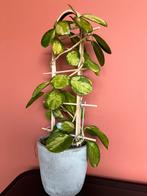Hoya Australis Lisa plant, Huis en Inrichting, Kamerplanten, Overige soorten, Ophalen of Verzenden