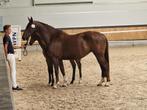 Kwpn fokmerrie Iconic x ginacella 2018, Dieren en Toebehoren, Paarden, Merrie, Gechipt, Dressuurpaard, 7 tot 10 jaar