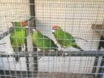 kakariki pop, Vrouwelijk, Parkiet, Geringd