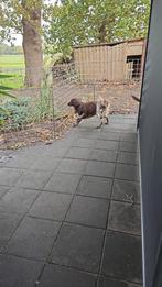 kleine münsterländer (heidewachtel), Dieren en Toebehoren, Honden | Setters en Staande honden, Teef, Eén hond, 3 tot 5 jaar, Nederland