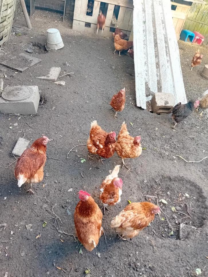 Uitgelegde kippen/Soepkippen, Dieren en Toebehoren, Pluimvee, Kip, Meerdere dieren