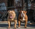 Old english bulldog pups, 8 tot 15 weken, Parvo, Bulldog, Meerdere
