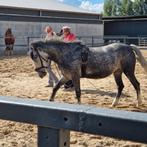lieve d pony zoekt een fijn thuis, Dieren en Toebehoren, Pony's, B, 3 tot 6 jaar, Recreatiepony, D pony (1.37m tot 1.48m)