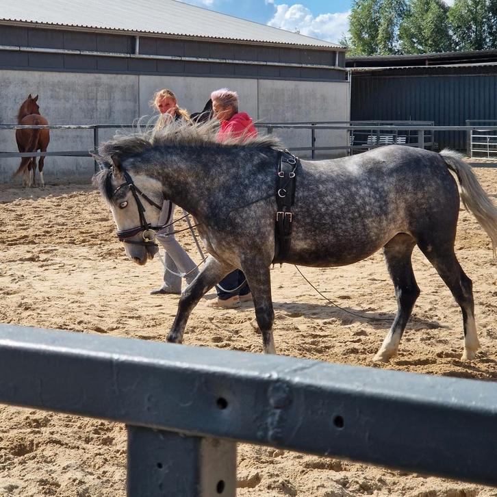 lieve d pony zoekt een fijn thuis, Dieren en Toebehoren, Pony's, Merrie, B, D pony (1.37m tot 1.48m), Recreatiepony, 3 tot 6 jaar