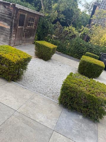 Buxus struiken - zelf uitgraven op korte termijn beschikbaar voor biedingen