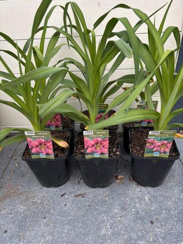 6x Hemerocallis “nowhere to hide” beschikbaar voor biedingen