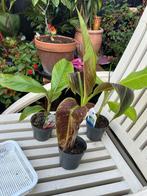 3 exotische bananenplanten, Ophalen, Volle zon, Minder dan 100 cm