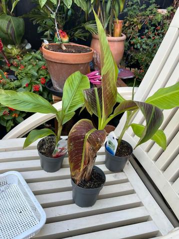3 exotische bananenplanten beschikbaar voor biedingen