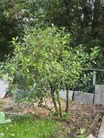 Photinia X Fraseri Red Robin (Glansmispel), Ophalen, Overige soorten, Halfschaduw