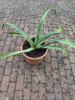 Agave Vilmoriniana, Ophalen, Bloeit niet, Overige soorten, Volle zon