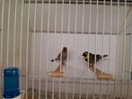 Cuba vinken, Dieren en Toebehoren, Vogels | Overige Vogels, Meerdere dieren, Tropenvogel