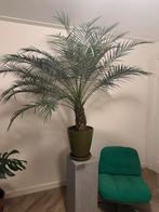Grote Phoenix Roebelenii met mooi aardewerken groene pot, Huis en Inrichting, Kamerplanten, 100 tot 150 cm, Palm, In pot, Volle zon