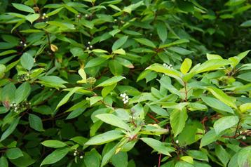 Cornus kousa/florida verschillende soorten en maten  beschikbaar voor biedingen