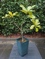 Magnolia Grandiflora 50 cm, Tuin en Terras, Ophalen, Minder dan 100 cm, Overige soorten, Lente