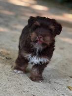 York terrier pups, Dieren en Toebehoren, Honden | Jack Russells en Terriërs, Yorkshire Terriër, Rabiës (hondsdolheid), 15 weken tot 1 jaar
