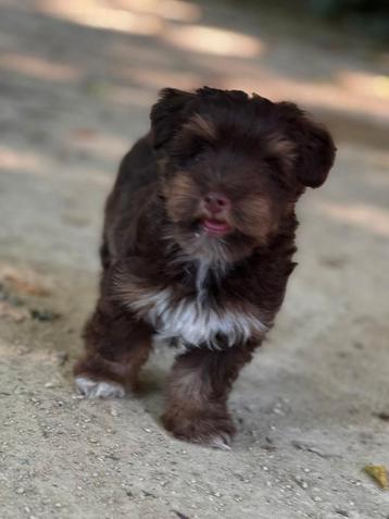 York terrier pups  beschikbaar voor biedingen
