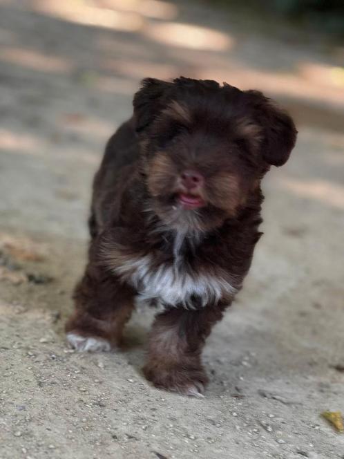 York terrier pups, Dieren en Toebehoren, Honden | Jack Russells en Terriërs, Reu, Yorkshire Terriër, Particulier, Meerdere, Nederland