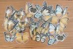 Vlinders geel, zwarte kleuren stickers, Hobby en Vrije tijd, Stickers en Plaatjes, Nieuw, Ophalen of Verzenden