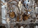 meerdere opgezet ree shoulder borst preparaat hert taxidermy, Verzamelen, Dierenverzamelingen, Ophalen of Verzenden, Nieuw, Hert