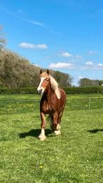 Lief trekpaard te koop (merrie), Dieren en Toebehoren, Paarden, 3 tot 6 jaar, 160 tot 165 cm, Recreatiepaard, Merrie